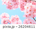 桜 26204611