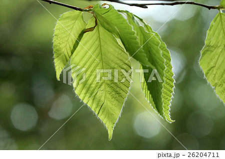 イヌブナの若葉　高尾山 26204711