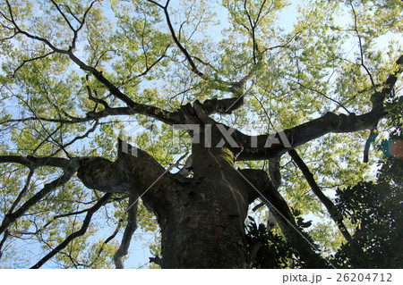 芽吹く欅の大木　高尾山 26204712