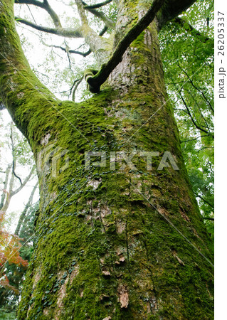 苔むす大樹 26205337