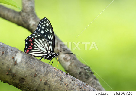 アカボシゴマダラ 26206720
