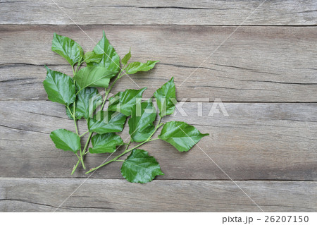 Green leaf of Mulberry placed on the wooden background. Green leaf of Mulberry placed on the wooden background. 26207150
