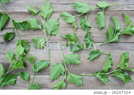 Green Leaves of Mulberry disrupted on brown wooden background. Green Leaves of Mulberry disrupted on brown wooden background. 26207324