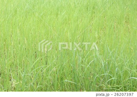 Green rice plant in farmland at rural. Green rice plant in farmland at rural. 26207397