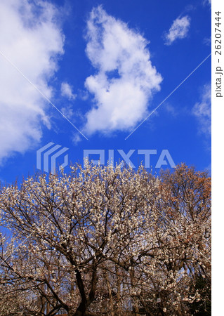 春の印象 青空の下で梅の花が満開 春の印象 青空の下で梅の花が満開 26207444