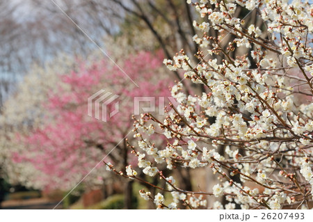 春の印象 梅の花が満開 春の印象 梅の花が満開 26207493