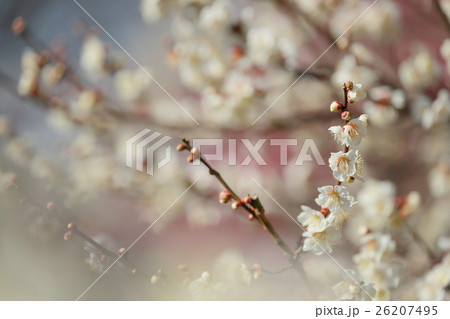 春の印象　梅の花が満開 26207495