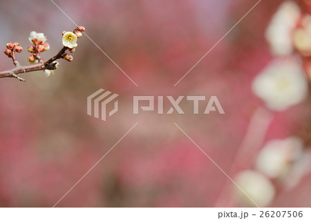 春の印象 梅の花 春の印象 梅の花 26207506
