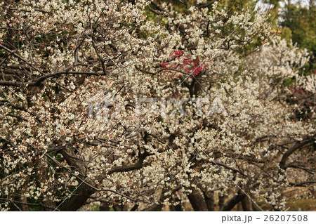 春の印象 梅の花が満開 春の印象 梅の花が満開 26207508
