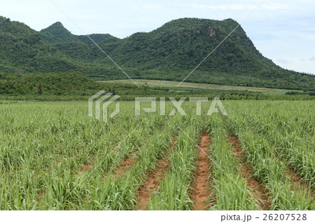 Rural farmland to grow sugarcane. Rural farmland to grow sugarcane. 26207528