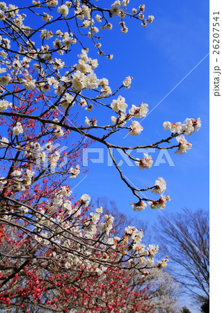 春の印象 青空の下で梅の花が満開 春の印象 青空の下で梅の花が満開 26207541