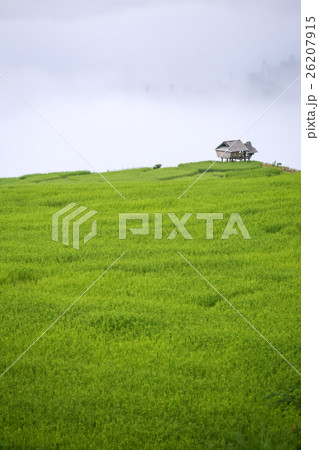 rice field scenery with morning fog 26207915