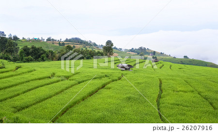 rice field scenery with morning fog 26207916