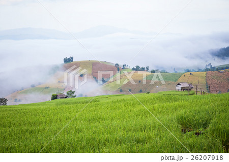 rice field scenery with morning fog 26207918