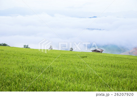 rice field scenery with morning fog 26207920