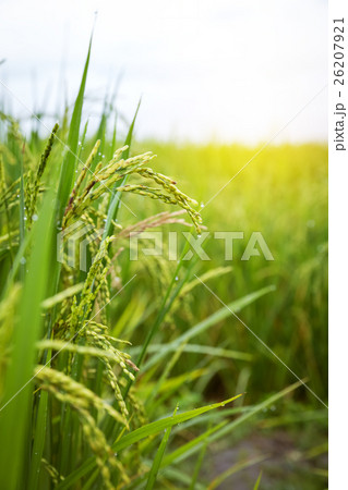 closeup rice field 26207921