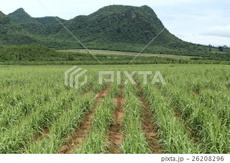 Rural farmland to grow sugarcane. Rural farmland to grow sugarcane. 26208296