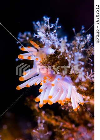 サキシマミノウミウシ 26208512