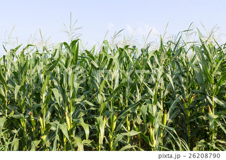 Closeup Corn on the stalk Closeup Corn on the stalk 26208790