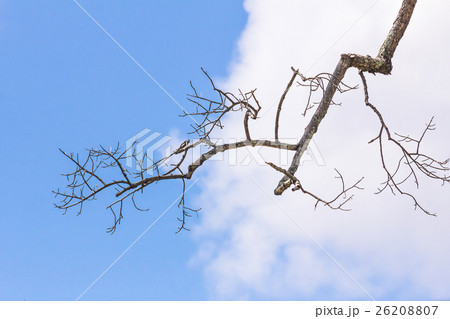 Dead tree without leaves 26208807