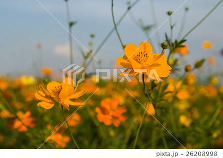 Orange cosmos flower in field Orange cosmos flower in field 26208998