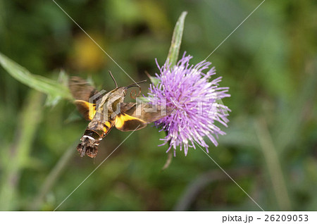 ホシホウジャク 26209053