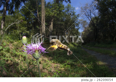 ホシホウジャク 26209054