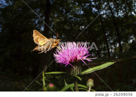 ホシヒメホウジャク 26209056