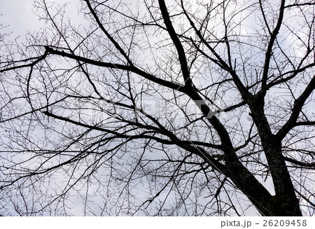 Dried tree at the winter Dried tree at the winter 26209458