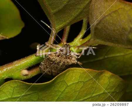 Brown marmorated stink bug (Halyomorpha halys) Brown marmorated stink bug (Halyomorpha halys) 26209897
