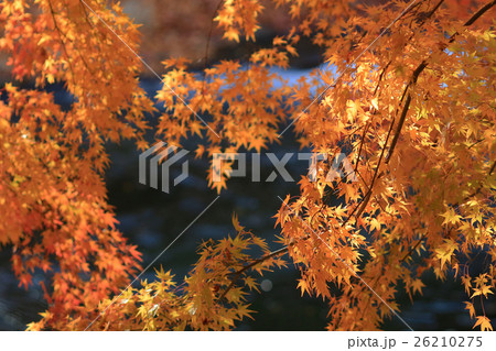 Fall. Autumn at Yasehieizanguchi 26210275