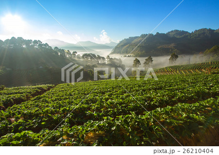 Strawberry garden at Doi Ang Khang , Chiang Mai, T 26210404