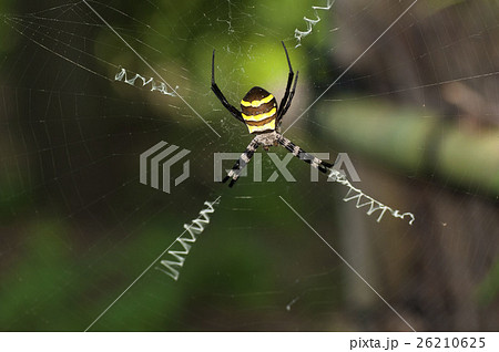 蜘蛛 26210625