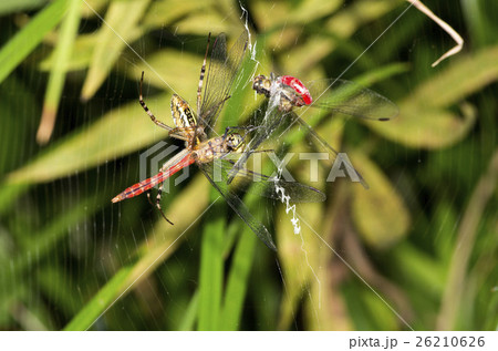 蜘蛛 26210626