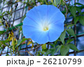 水色のアサガオ 26210799