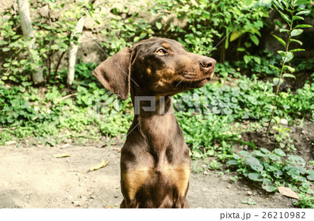 Smart puppy Doberman  sitting and basking  26210982