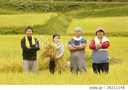 お米の収穫　ポートレート 26211148