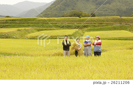 お米の収穫 ポートレート お米の収穫 ポートレート 26211206