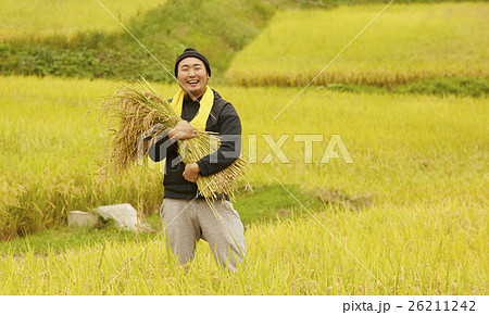 お米の収穫　ポートレート 26211242