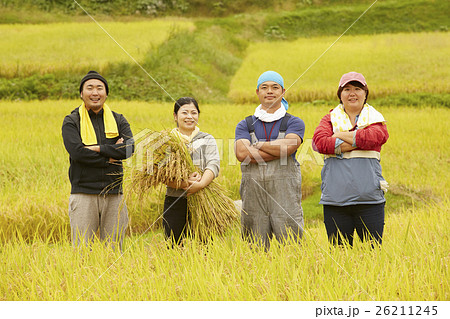 お米の収穫 ポートレート お米の収穫 ポートレート 26211245