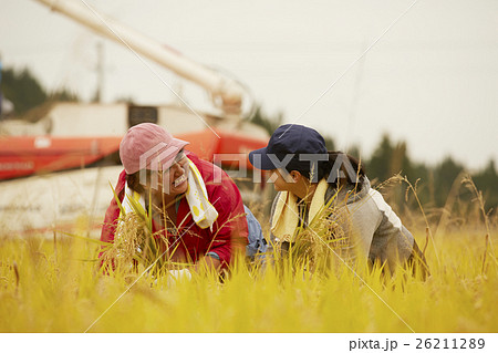 お米の収穫　作業風景 26211289