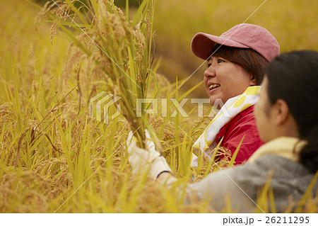 お米の収穫　作業風景 26211295
