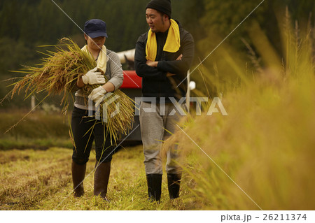 お米の収穫 作業風景 お米の収穫 作業風景 26211374