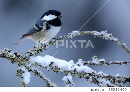 Coal Tit, Parus ater, cute blue yellow songbird 26211449