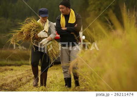 お米の収穫 作業風景 お米の収穫 作業風景 26211474
