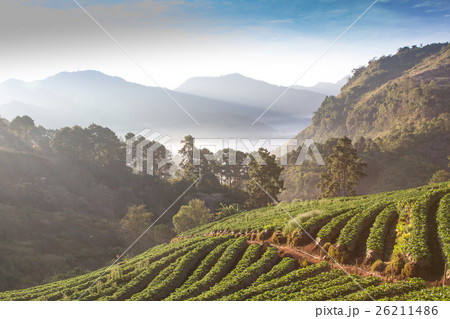 Strawberry garden at Doi Ang Khang , Chiang Mai,  26211486