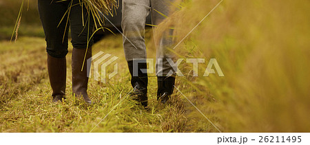 お米の収穫　作業風景 26211495