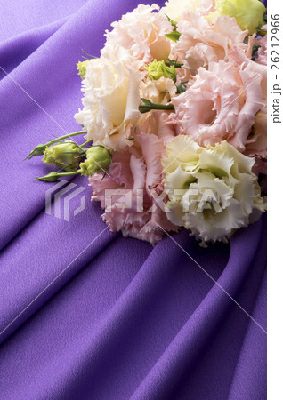 濃い紫色の布ドレープとピンク色のトルコキキョウの写真素材