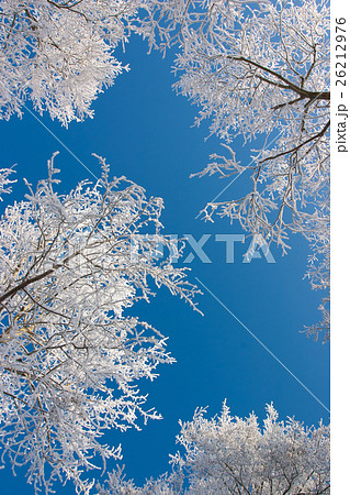 Birch trees with hoarfrost against the blue sky. Birch trees with hoarfrost against the blue sky. 26212976