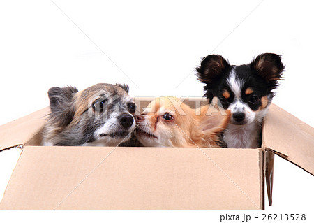 three chihuahua in the paper box three chihuahua in the paper box 26213528